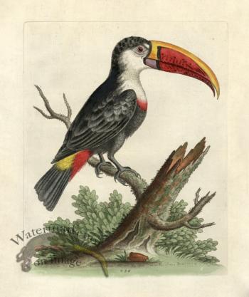 Edwards Parrot 13.jpg